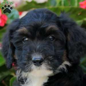 Kylie, Mini Bernedoodle Puppy
