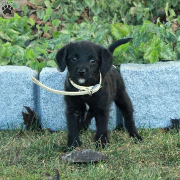 Kylo, Miniature Poodle Mix Puppy
