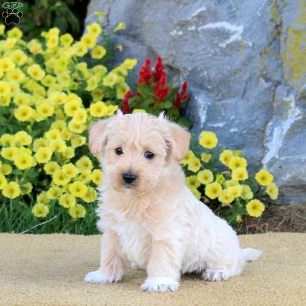 Kylo, Miniature Poodle Mix Puppy