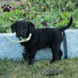 Kylo, Miniature Poodle Mix Puppy