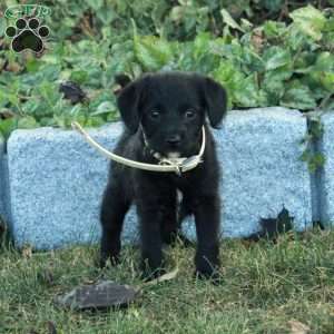 Kylo, Miniature Poodle Mix Puppy