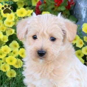 Kylo, Miniature Poodle Mix Puppy