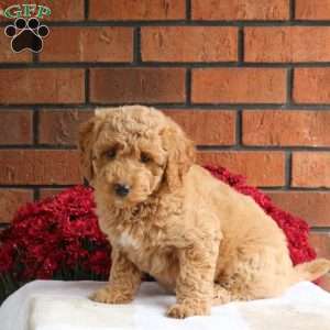 Lacey, Miniature Poodle Mix Puppy