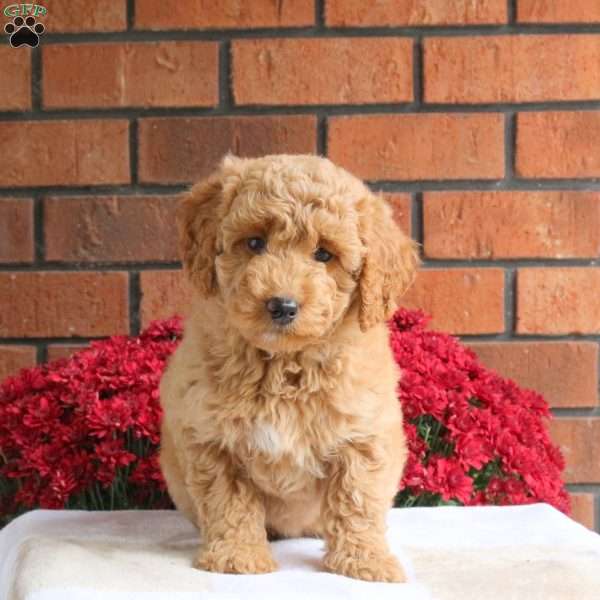 Lacey, Miniature Poodle Mix Puppy