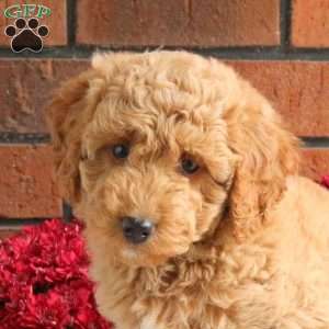 Lacey, Miniature Poodle Mix Puppy