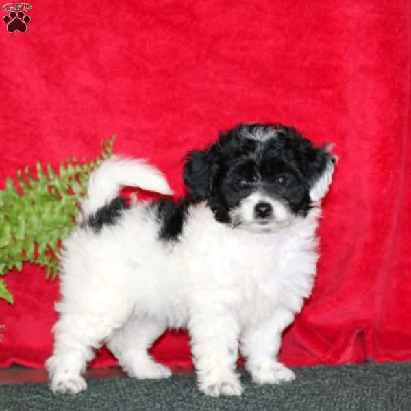 Lacy, Miniature Poodle Puppy