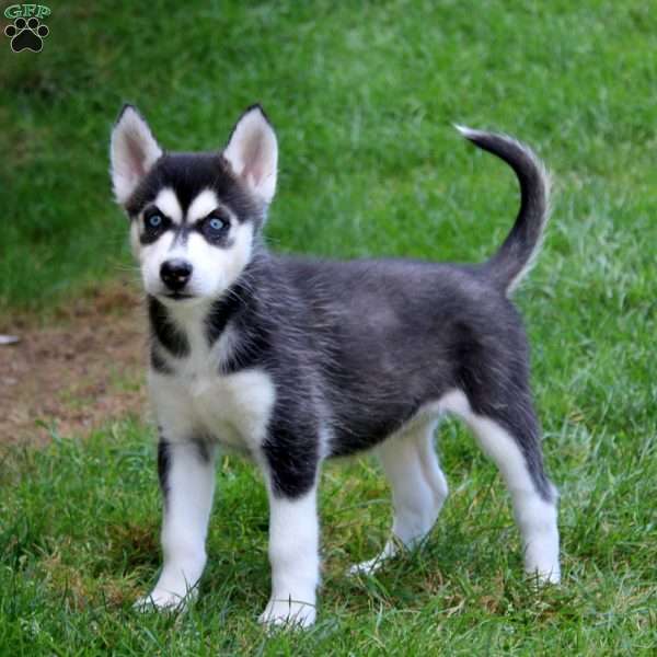 Lacy, Siberian Husky Puppy