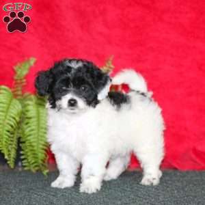 Lacy, Miniature Poodle Puppy