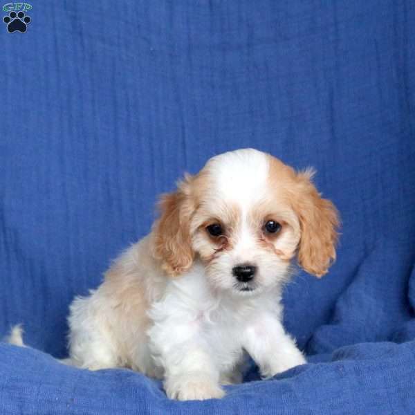 Lady, Cavapoo Puppy