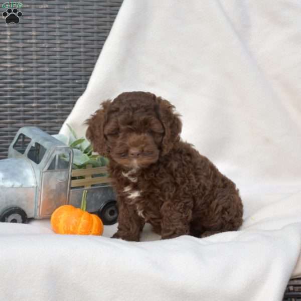 Lady, Cockapoo Puppy