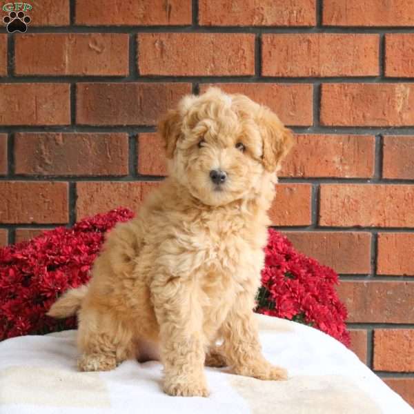 Lady, Miniature Poodle Mix Puppy