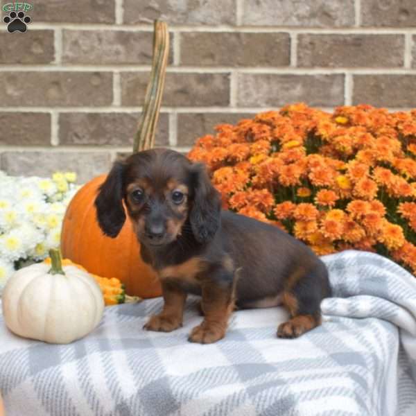 Lady, Dachshund Puppy