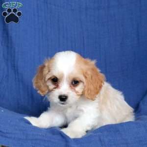 Lady, Cavapoo Puppy