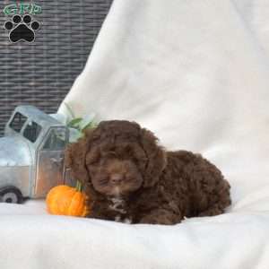 Lady, Cockapoo Puppy