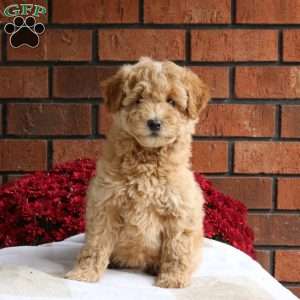 Lady, Miniature Poodle Mix Puppy