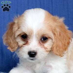 Lady, Cavapoo Puppy