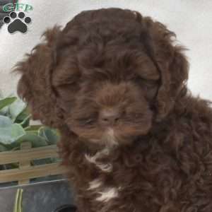 Lady, Cockapoo Puppy