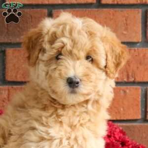 Lady, Miniature Poodle Mix Puppy