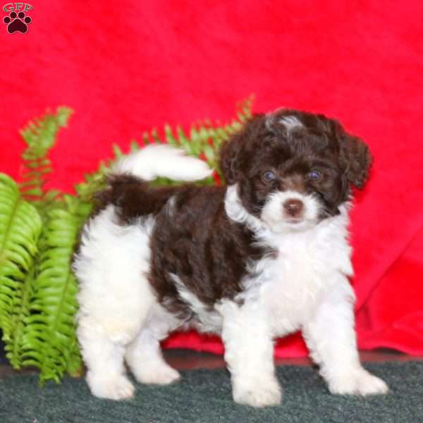Lady, Miniature Poodle Puppy