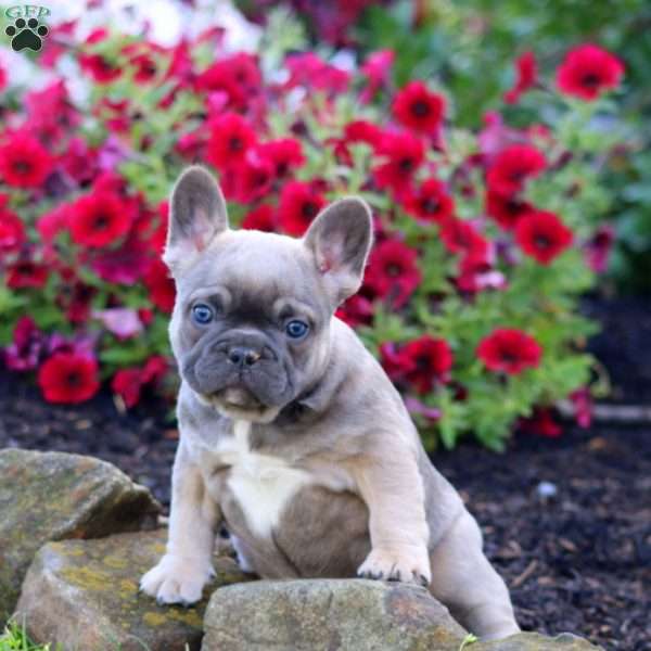 Lady, French Bulldog Puppy
