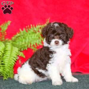 Lady, Miniature Poodle Puppy