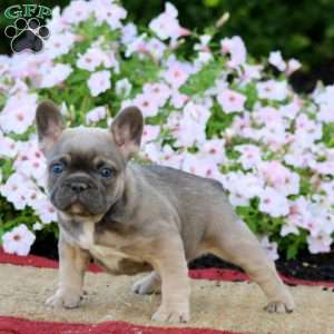 Lady, French Bulldog Puppy