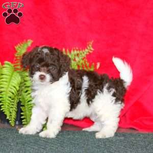 Lady, Miniature Poodle Puppy