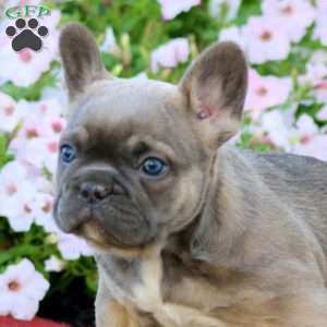 Lady, French Bulldog Puppy
