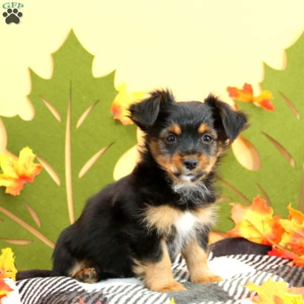 Lamar, Chorkie Puppy