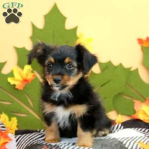 Lamar, Chorkie Puppy