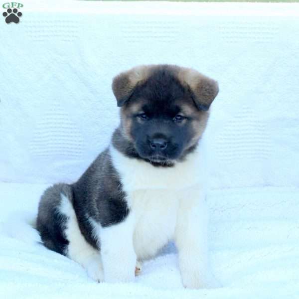 Lana, Akita Puppy