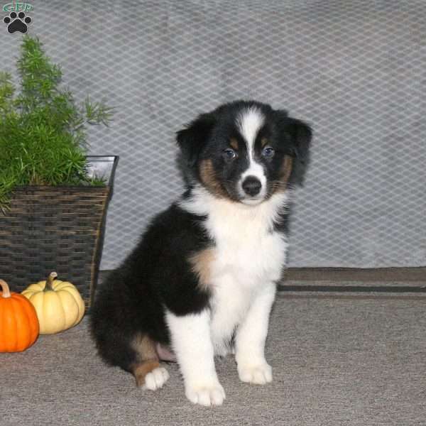 Lana, Australian Shepherd Puppy