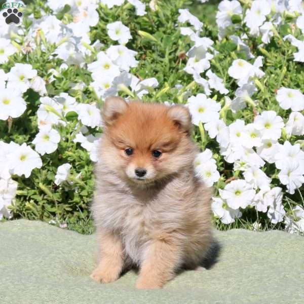 Lana, Pomeranian Puppy