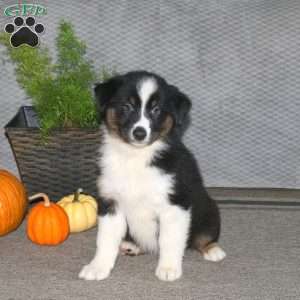 Lana, Australian Shepherd Puppy