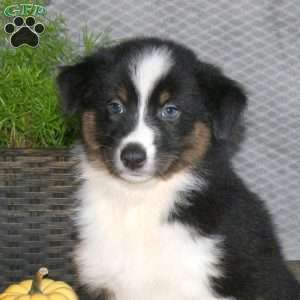 Lana, Australian Shepherd Puppy