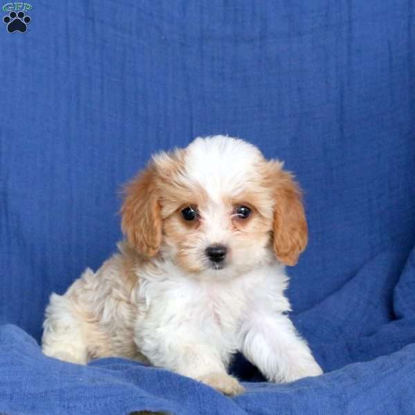 Lance, Cavapoo Puppy