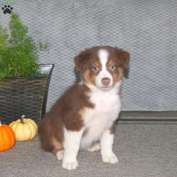 Lance, Australian Shepherd Puppy