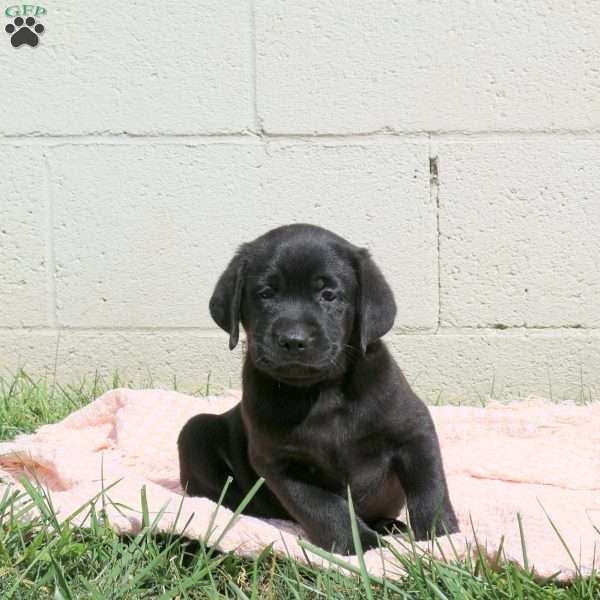 Lance, Black Labrador Retriever Puppy