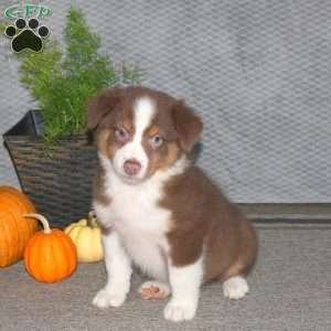 Lance, Australian Shepherd Puppy