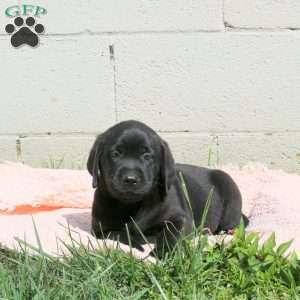 Lance, Black Labrador Retriever Puppy