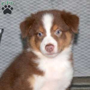 Lance, Australian Shepherd Puppy