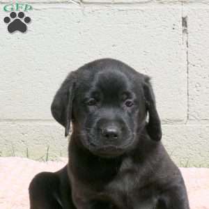 Lance, Black Labrador Retriever Puppy