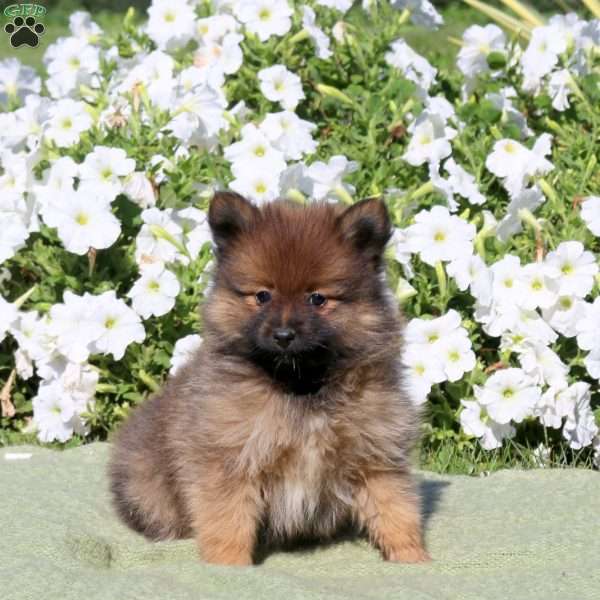 Landon, Pomeranian Puppy