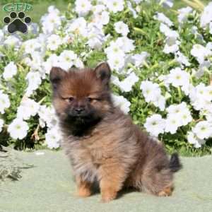 Landon, Pomeranian Puppy