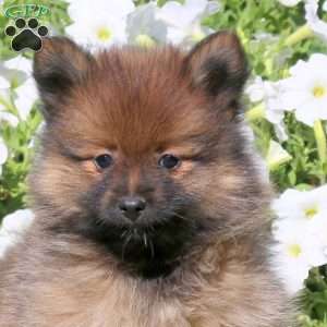 Landon, Pomeranian Puppy
