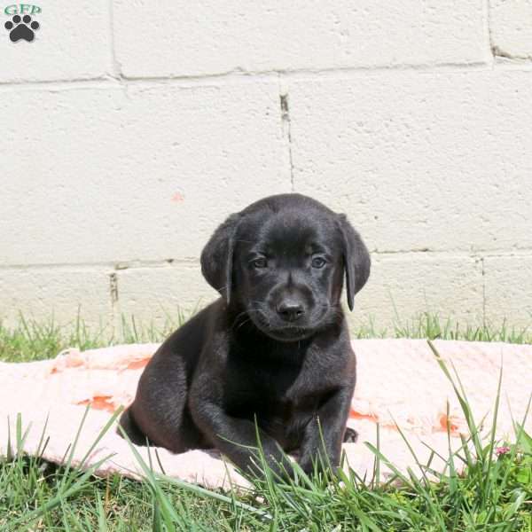 Lane, Black Labrador Retriever Puppy
