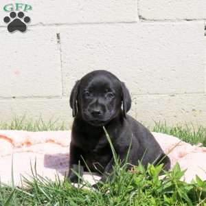 Lane, Black Labrador Retriever Puppy