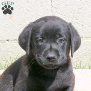 Lane, Black Labrador Retriever Puppy