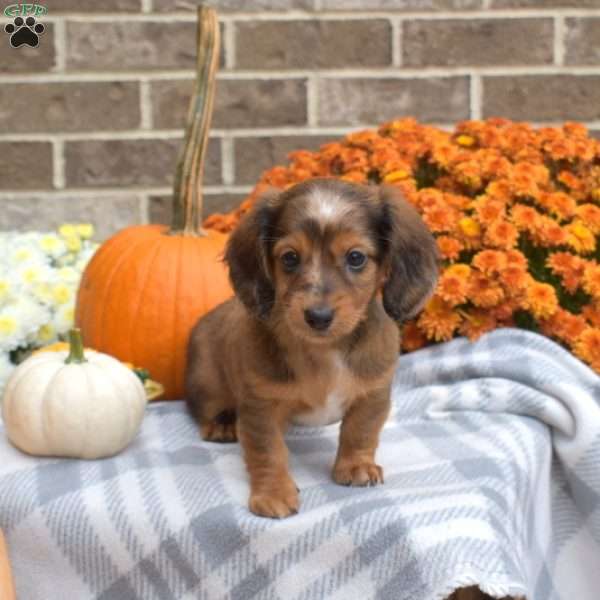 Latte, Dachshund Puppy
