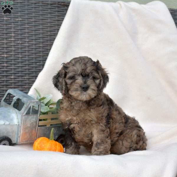 Latte, Cockapoo Puppy